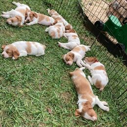 Brittany Puppies from Fox Mtn Brittanys