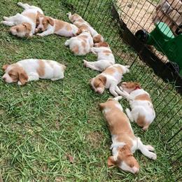 Brittany Puppies from Fox Mtn Brittanys