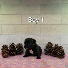 Boy 1 - Brindle male French Bulldog puppy in Astatula, Florida from Reds Frenchies