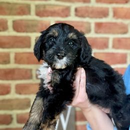 Skittles - Phantom female Bernedoodle puppy in Denver, Pennsylvania from Greenview Puppies