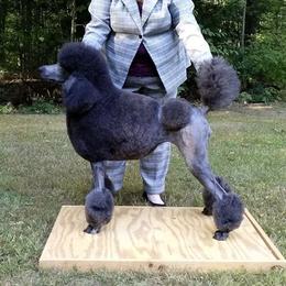 Rumor - Poodle