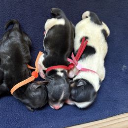 Pink - Tan and white female Yorkshire Terrier puppy in Riverbank, California from Yorkie_Wonderland and Stud Services