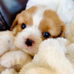 AKC Maple - Blenheim female Cavalier King Charles Spaniel puppy in Port Angeles, Washington from God Speed Paws