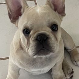 French Bulldogs from Windmere Frenchies and Persians