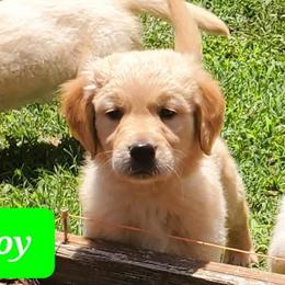 Golden Retriever Puppies from Julie’s Jewels Puppies