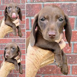Chocolate - Chocolate male Dachshund puppy in Skiatook, Oklahoma from Willies Weinies