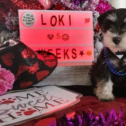 Miniature Schnauzer Puppies from T & A Cali Schnauzer