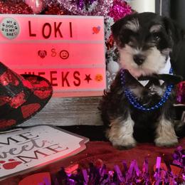 Miniature Schnauzer Puppies from T & A Cali Schnauzer