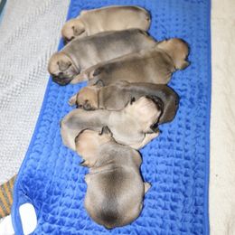 French Bulldog Puppies from Camp Fine Frenchies