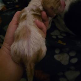 Girl 6 - Red and white female Basset Hound puppy in Princeton, Minnesota from Blissful Basset Hounds