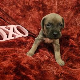 Elsa - Gray and fawn female Cane Corso puppy in Roachdale, Indiana from Cast Iron Kennels