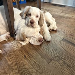 Clumber Spaniel Puppies from Wanderlust Clumber Spaniels