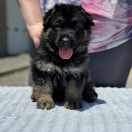 German Shepherd Puppies from Karma Kennels