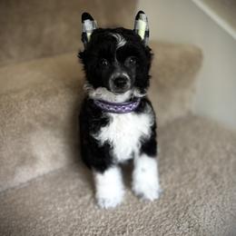 Beautiful Happy Puff Boy - Black and white male Chinese Crested puppy in Tomball, Texas from Gracieux Chinese Cresteds