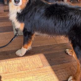 Bernard - Black tri male Miniature American Shepherd puppy in Jonesborough, Tennessee from Bouchard’s Best Shepherds