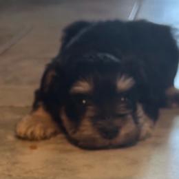 Bluey - Black and silver male Miniature Schnauzer puppy in Oklahoma City, Oklahoma from L & R Miniature Schnauzers