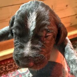 Boy 2 - Liver male German Wirehaired Pointer puppy in Mora, Minnesota from Reinberg Kennel