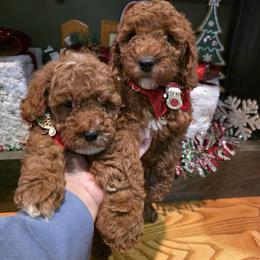Elf ( tiny ) - Red  male Goldendoodle puppy in Bristol, Tennessee from 4goldendoodles