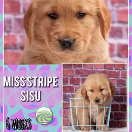 Girl Sisu - Dark golden female Golden Retriever puppy in Driggs, Idaho from SK Golden Retrievers