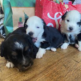 Miniature Australian Shepherd Puppies from shaylea McMillan