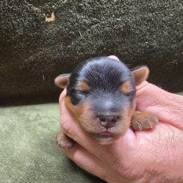 Boy 2 - Black and gold male Yorkshire Terrier puppy in Mountain Grove, Missouri from Precious Puppies