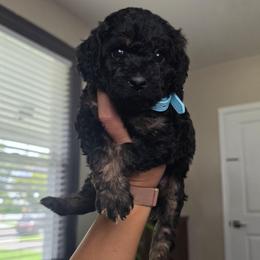 Rocket - Phantom male Poodle puppy in Plainfield, New Jersey from Caris Paws Poodles and Labradoodles
