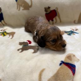 Red female 1 - Red female Dachshund puppy in Winton, North Carolina from Parker’s all American Doxies