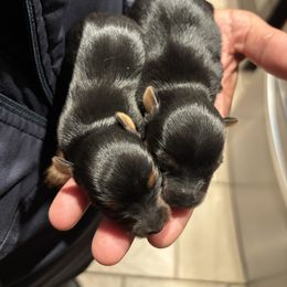 Puppy 3 - Black and tan female Yorkshire Terrier puppy in Pomona, California from Lunio's Yorkies
