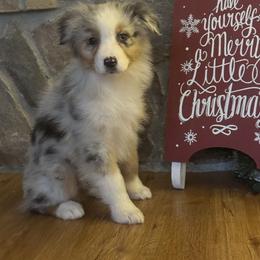 BMF1 - Blue merle female Australian Shepherd puppy in Chehalis, Washington from Wandering Acres Ranch