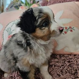 Miniature Australian Shepherd Puppies from Jay Baker