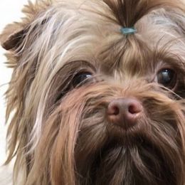 Kona - Yorkshire Terrier