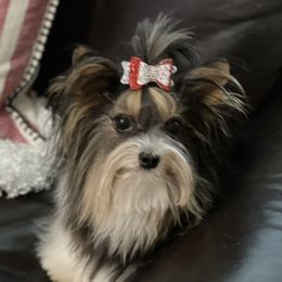 Titan - Biewer Terrier