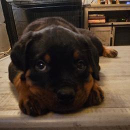 Purple, girl - Black and mahogany female Rottweiler puppy in Greenville, Georgia from Rottbies
