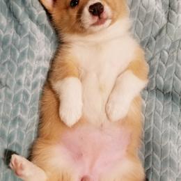 Pembroke Welsh Corgi Puppies from Whimsical Treasure Corgis
