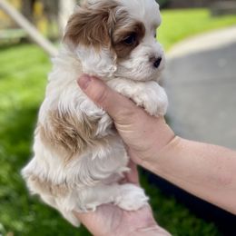 Cavapoo Puppies from Ellas.Pups