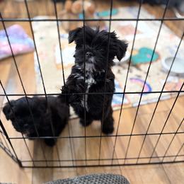 Samantha - Parti female Yorkshire Terrier puppy in Zephyrhills, Florida from Jewels Pups
