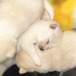 Pomsky Puppies from Nebula Ranch Pomskies