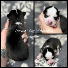 Fireball - Black and white male Pomsky puppy in Rossville, Georgia from Scenic City Pomskies