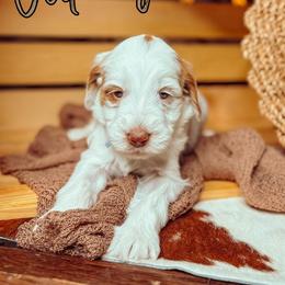 Oakley - Caramel cream female Australian Labradoodle puppy in Decatur, Alabama from Southern Meadows Doodles