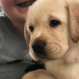 Labrador Retriever Puppies from Diane Villa