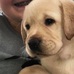 Labrador Retriever Puppies from Diane Villa