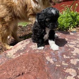 Aussiedoodle and Miniature Australian Shepherd Puppies from Rocking R Ranch Aussies