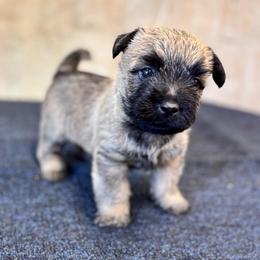 Parker - Wheaten male Cairn Terrier puppy in Mountain Grove, Missouri from CreekTop