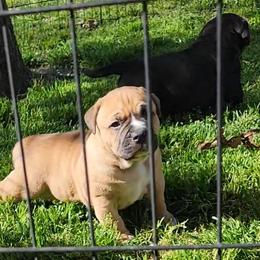 Boy 5 - Fawn sable American Bully puppy in Chesterfield, Virginia from Kilo Company American Bullies