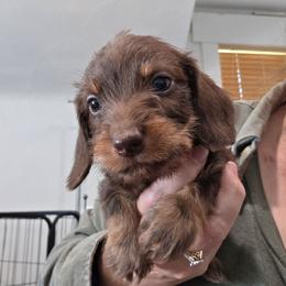Chocolate and tan wire boy - Chocolate and tan male Dachshund puppy in Declo, Idaho from Dozendachs