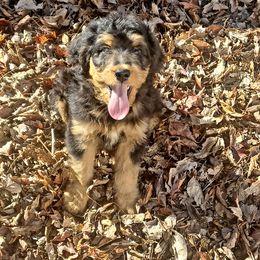 Aussiedoodle, Bernedoodle, Poodle, Shihpoo, and Shih Tzu Puppies from Route 66 Poodles & Doodles, Sapphire Shih-tzu's of Ohio