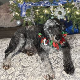 Clover - Aussiedoodle