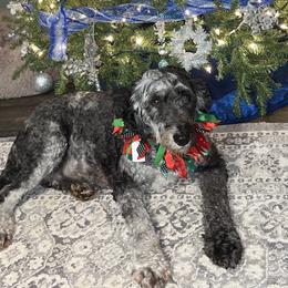 Clover - Aussiedoodle