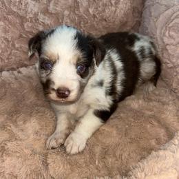 Indie - Red merle female Miniature Australian Shepherd puppy in Greensboro, North Carolina from Mike & Josh- Small Mini/Toy Aussies