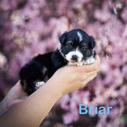 Briar - Black tri male Miniature American Shepherd puppy in Herriman, Utah from Painted Blue Aussies